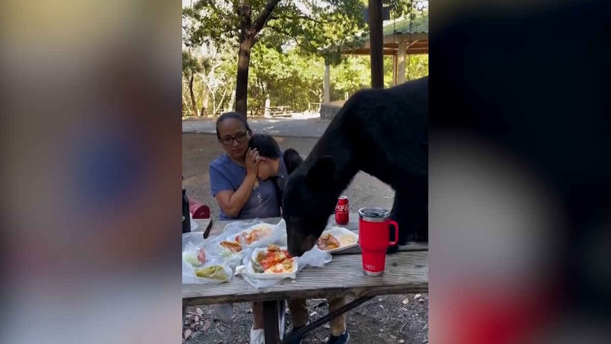 Hladový medvěd přerušil narozeninový piknik v mexickém parku